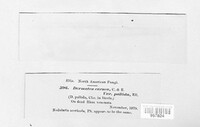 Pezicula carnea image
